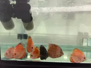 Discus Fish
