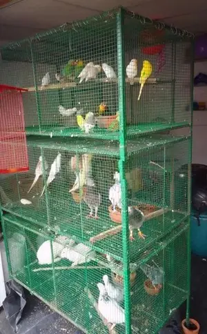 Love Birds