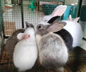 හාවන්