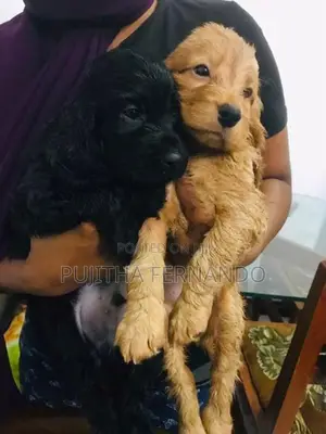 Cocker Spaniel Puppies