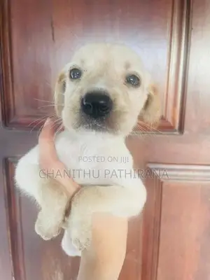 Labrador/ ලැබ්‍රඩෝ මික්ස් බලු පැටව්