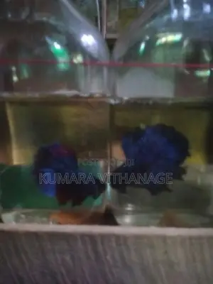 Betta Fish