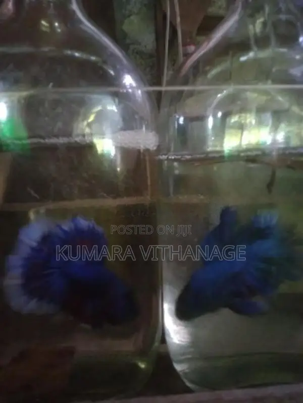 Betta Fish