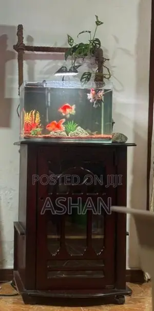 Gold Fish with Full Set