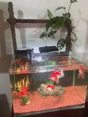 Gold Fish with Full Set