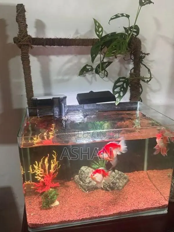 Gold Fish with Full Set