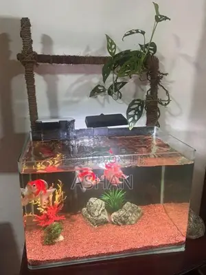 Gold Fish with Full Set