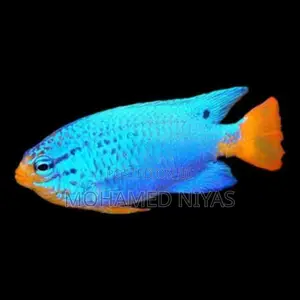 electric blue damselfish