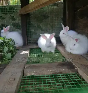 Angora Rabbit