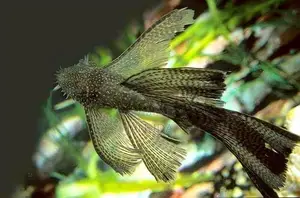 Bushynose Longfin Black