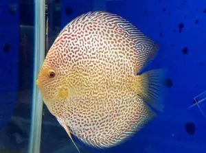 Discus fish