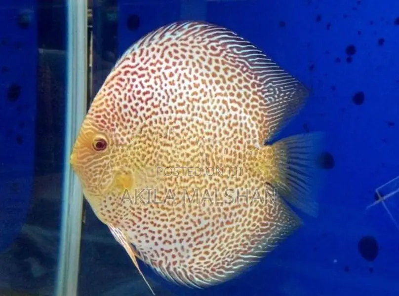 Discus fish