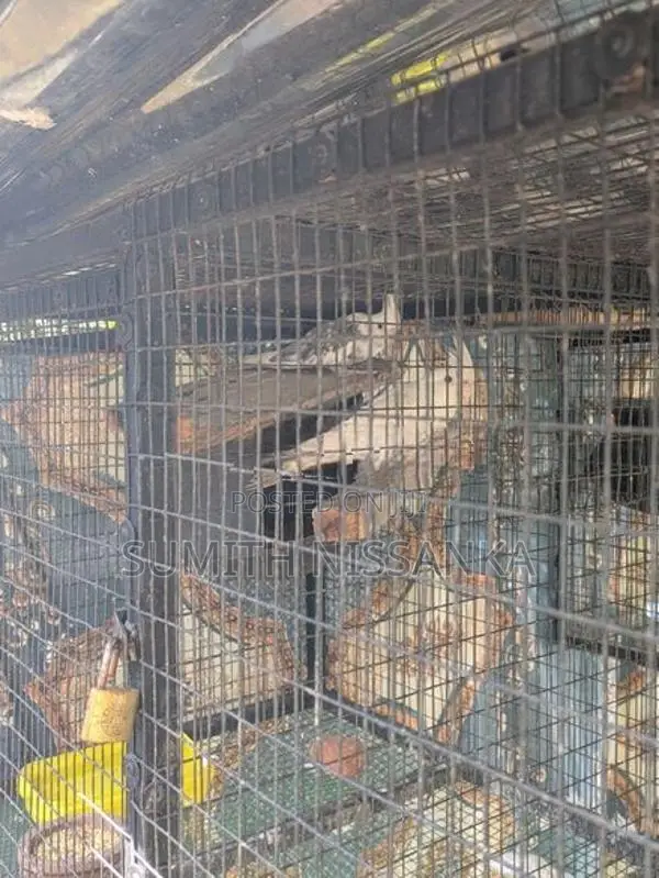 Albino Birds