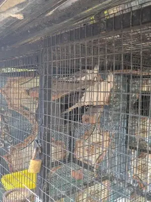 Albino Birds
