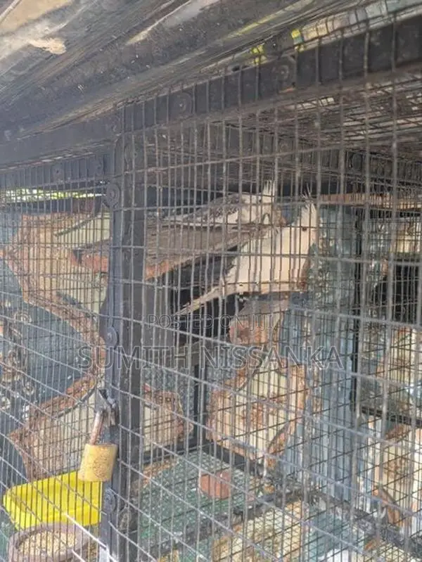 Albino Birds
