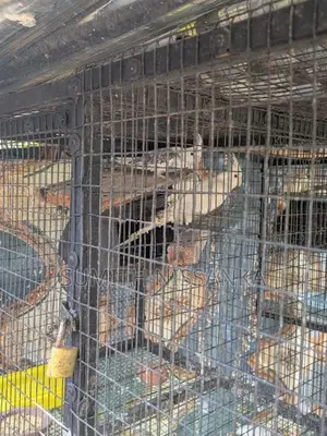 Albino Birds