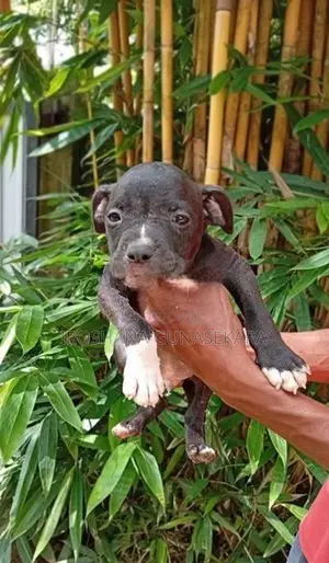 American bully puppy