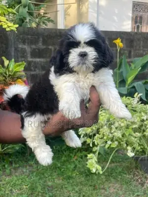 Shih Tzu Puppy