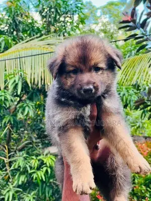 German Sherped Puppies