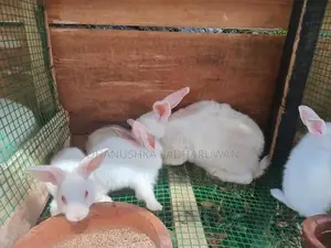 හා පැටවුන්