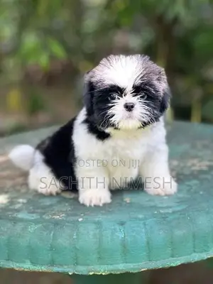 Shih Tzu Puppies
