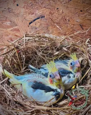 Cocktail Hand Feeding Size Chicks