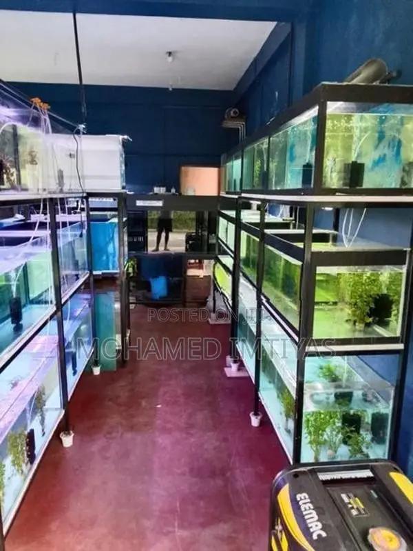 Fish Tanks