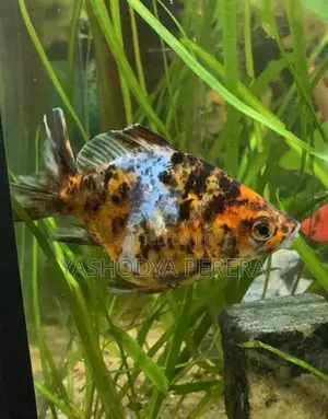 Calico Goldfish