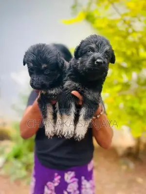 German Shepherd Puppies
