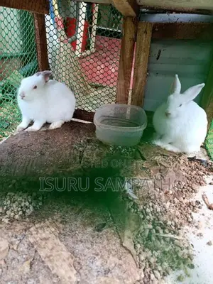 Rabbits