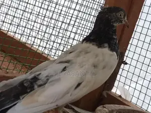 pigeons