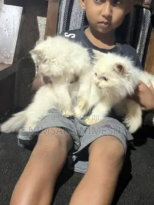 Persian Kittens