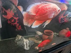 Oscar Fish