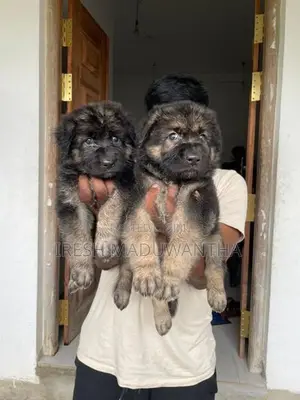 German Shepherd Long Coat Puppies