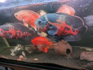 Oscar Fish