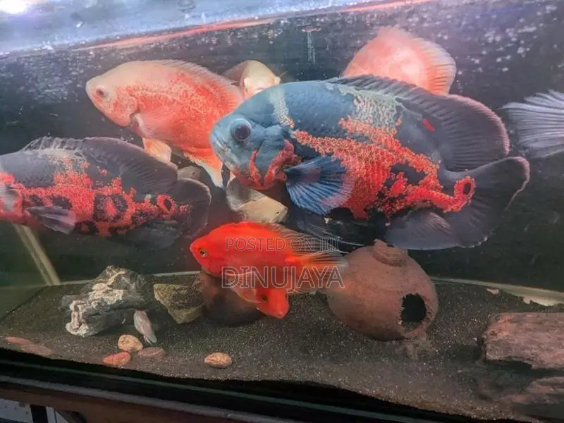 Oscar Fish