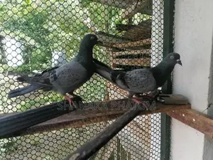 Pigeon