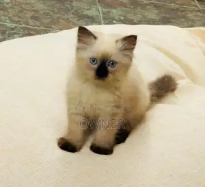 Purebred Long Coat Himalayan Kittens