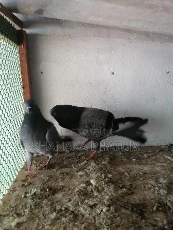 Pigeon