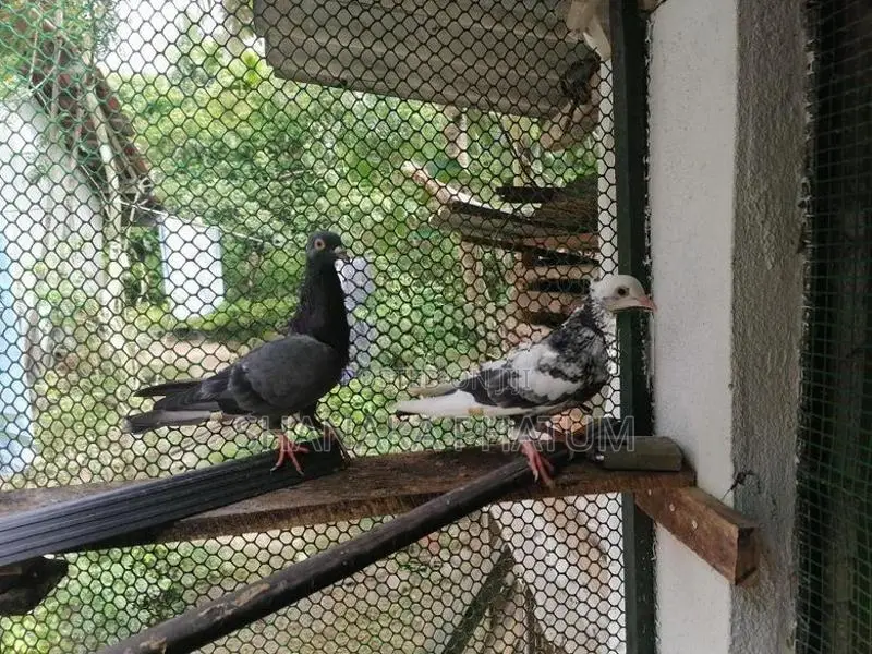 Pigeon