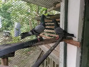 Pigeon