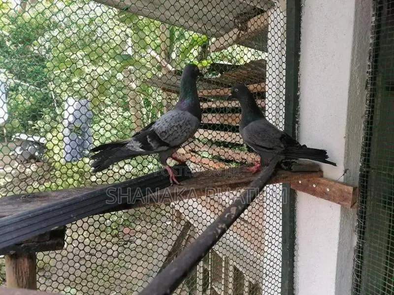 Pigeon