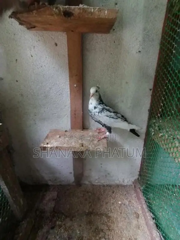 Pigeon