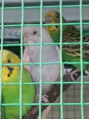 Love Birds