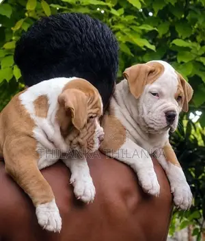 American bully xl