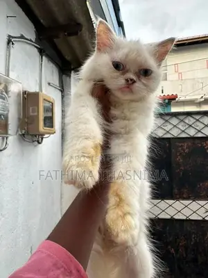 persian cat