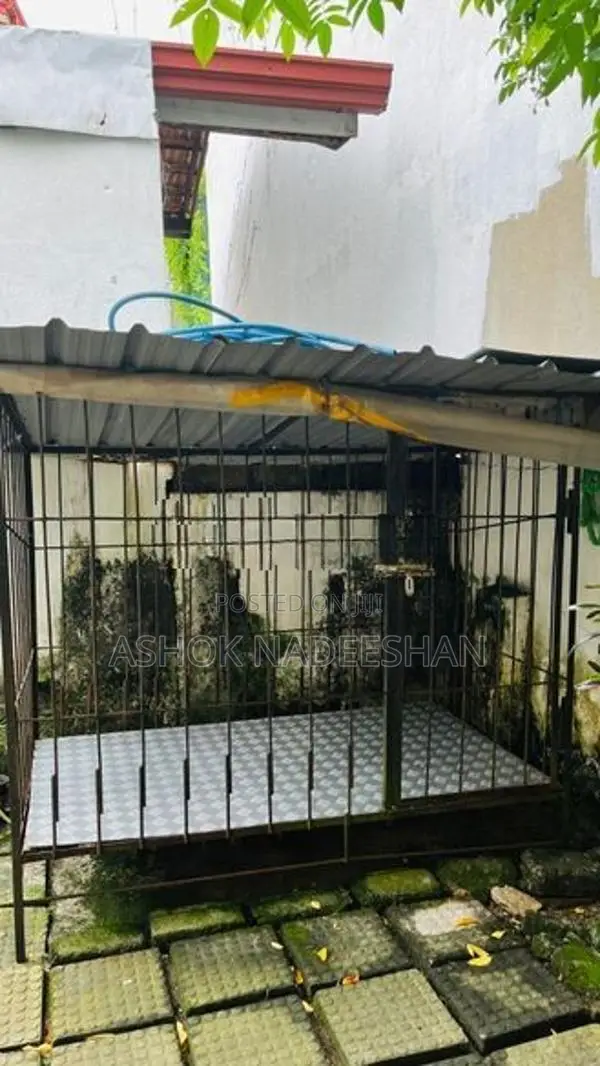 Dog house