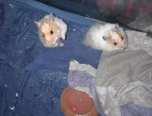 Longhair Hamster