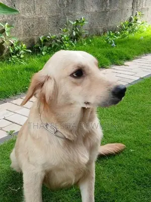 Golden Retriever Female Dog