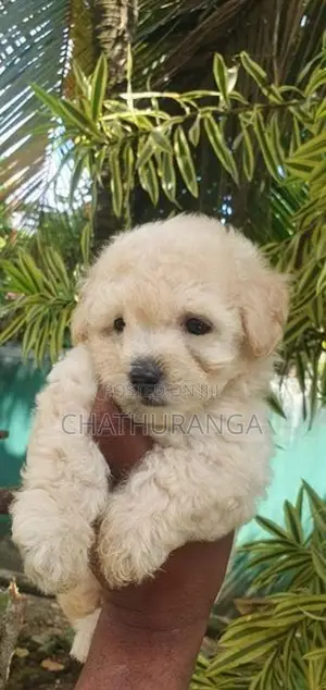 Toy Poodle Puppy